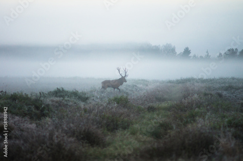 Red deer on the field early in a foggy morning during the rut. Belarus, Naliboki forest