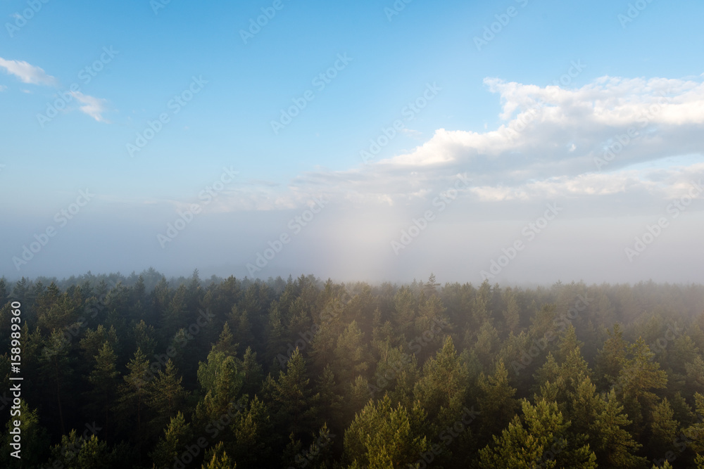 panoramic view of misty forest at majestic sunrise over trees