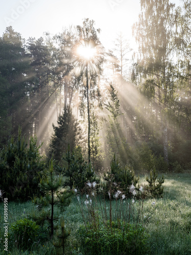 Morning sun beams in the summer forest
