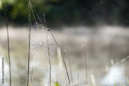 Beautiful spiderweb with dew drops
