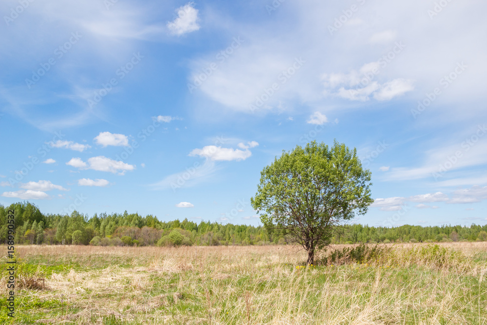 Landscape with a tree on the field Landscape with a tree on the field