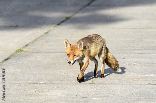 Fuchs mit einem kaputten Auge läuft auf der Strasse © Ronald Rampsch