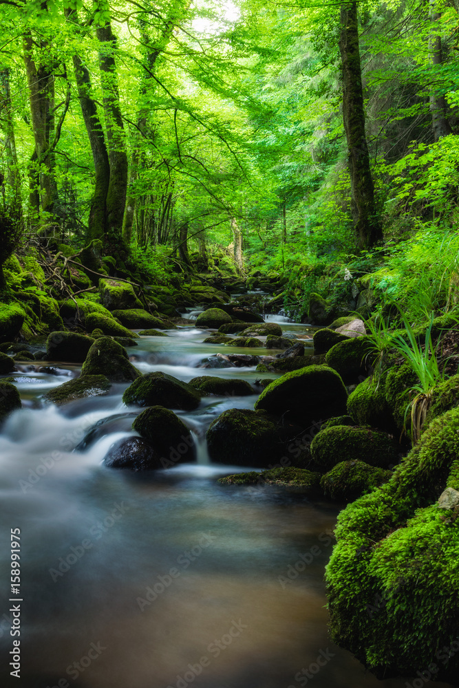 Black forest in the spring