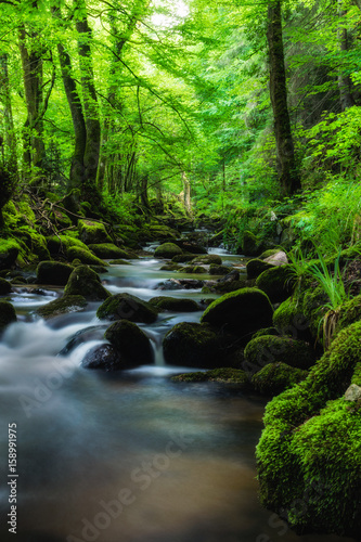 Black forest in the spring