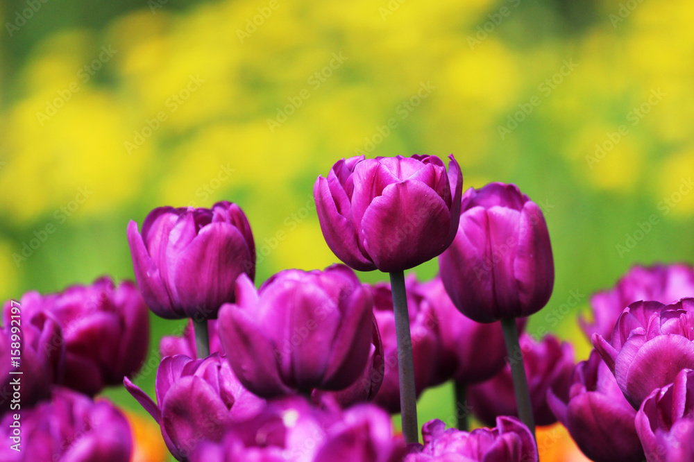Obraz premium Group of violet tulips grows on a flower bed.