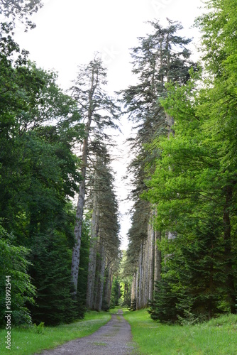 A Fir tree lined path at a country estate in Ireland. 