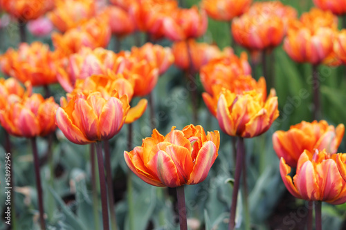 Group of orange variegated multi-petalled tulips grows on a flower bed.
