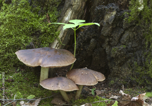 Deer Mushroom (Pluteus cervinus)