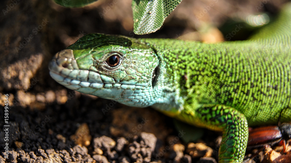Green lizard Green lizard