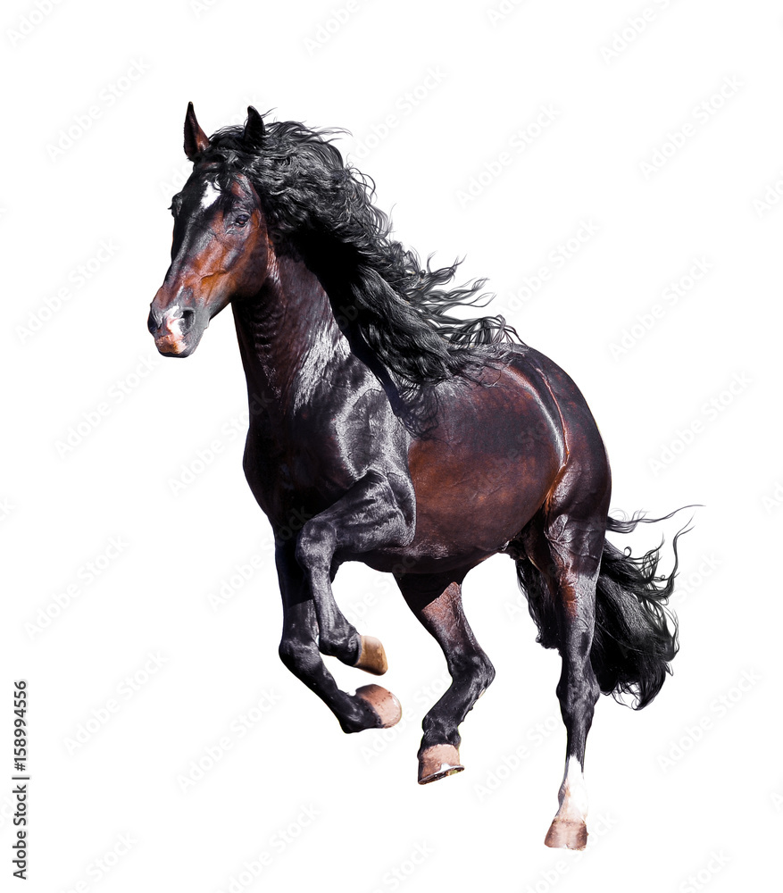 Fototapeta premium dark bay andalusian stallion runs free isolated on white