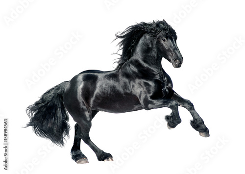 Tela black friesian horse isolated on white background