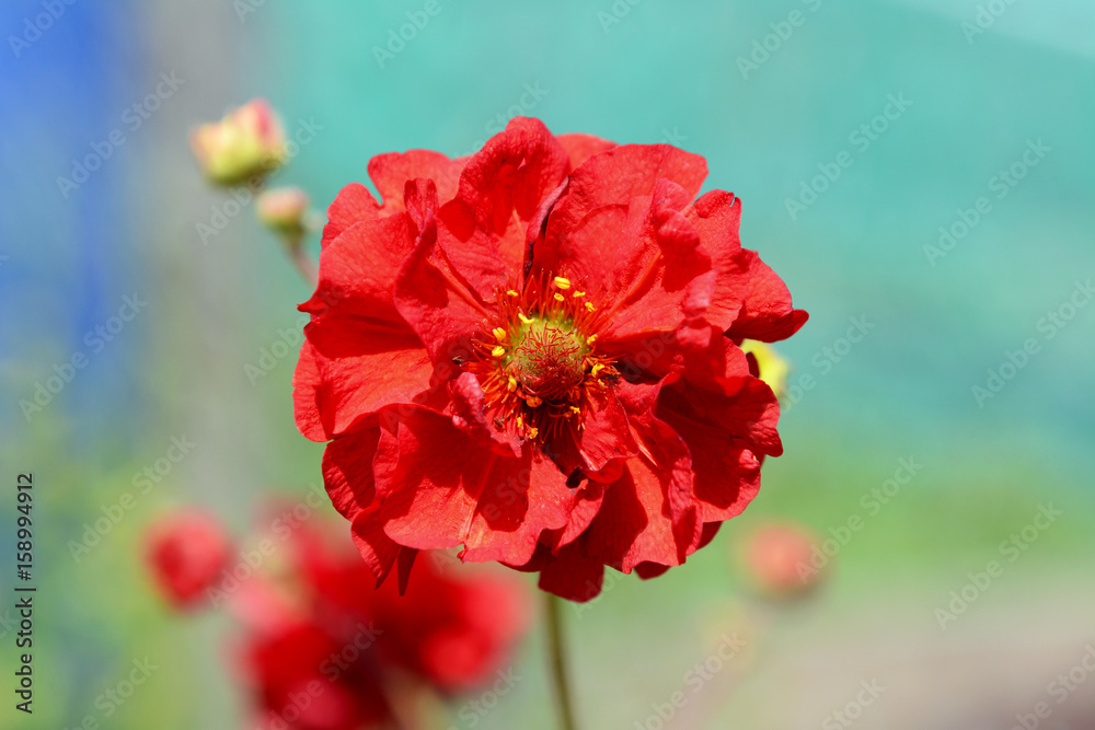 Obraz premium Single red geum flower