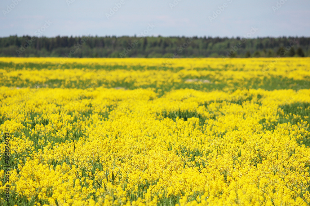 The yellow field of the blossoming Barbarea rape in early summer. The yellow field of the blossoming Barbarea rape in early summer.