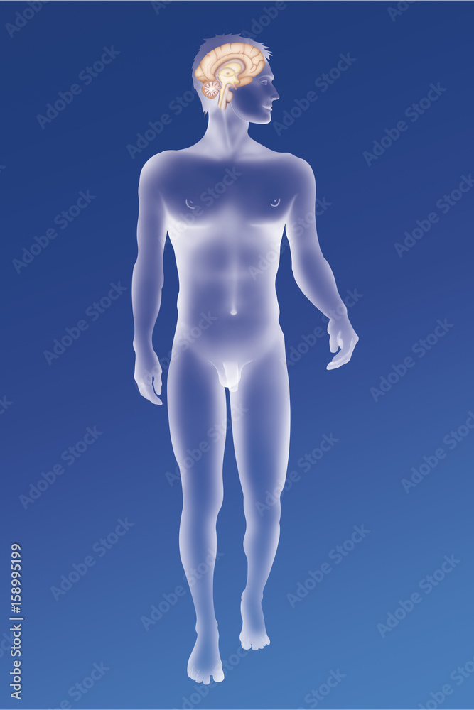 Fototapeta premium Brain, drawing