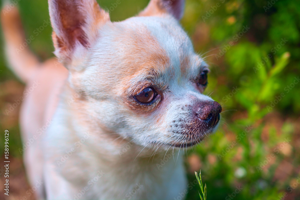 Fototapeta premium Chihuahua portrait on grass in summer 