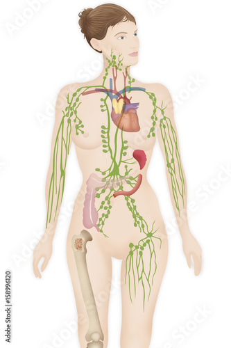 Quadro su tela Lymphatic system drawing