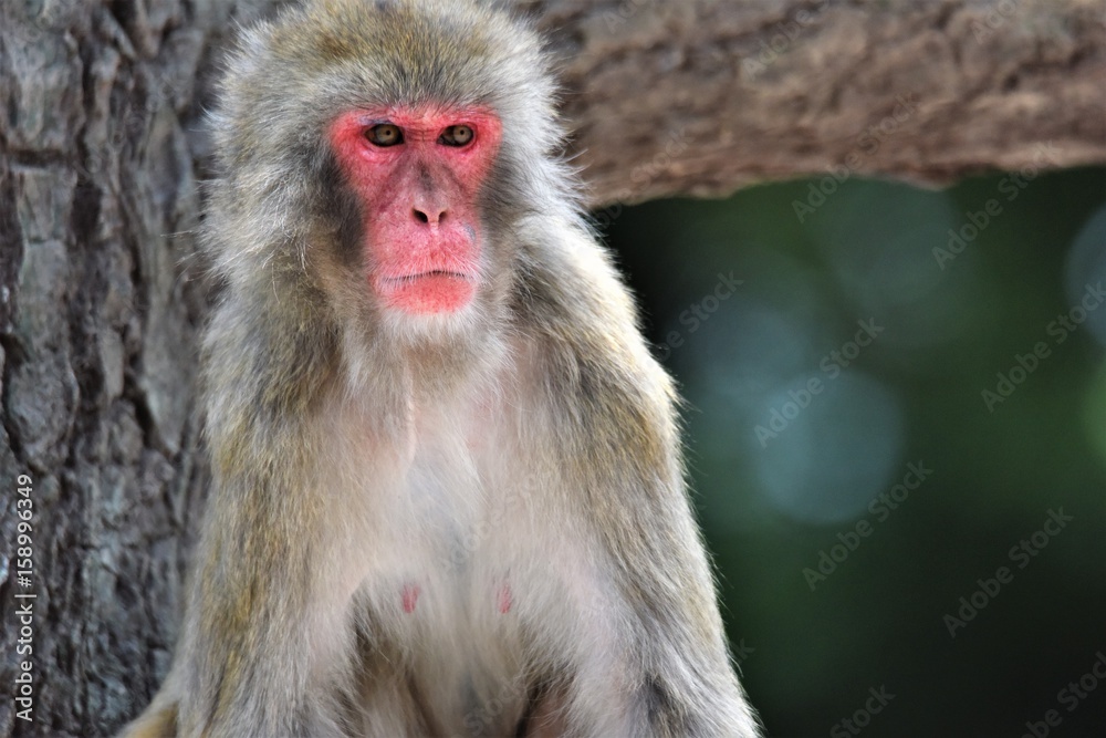 Naklejka premium ニホンザル