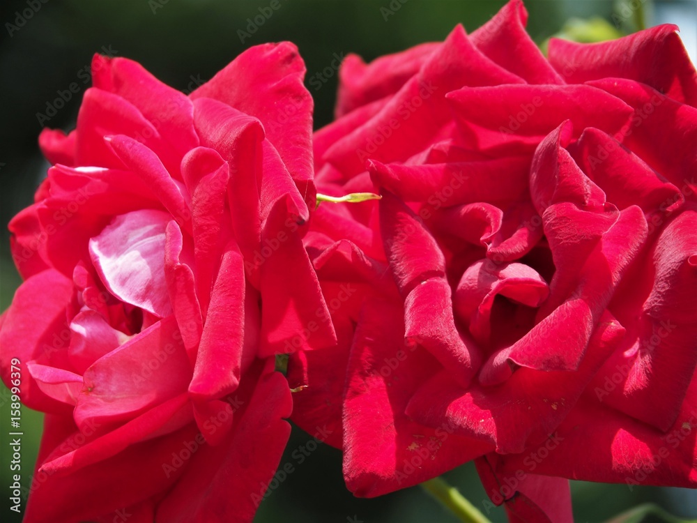Naklejka premium バラの花