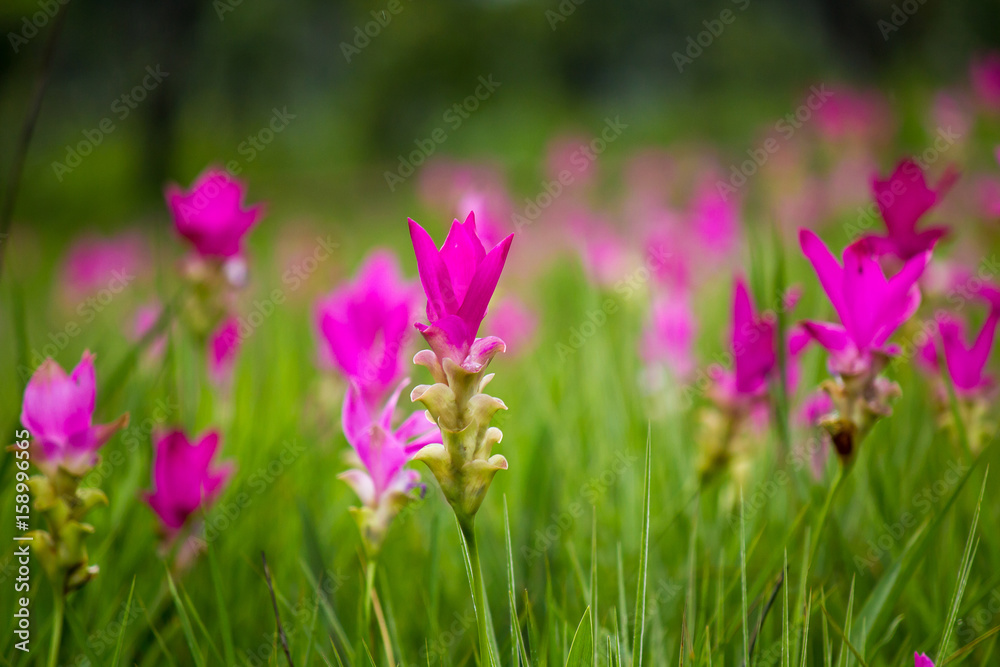 Pink Siam Tulip field in forest,Siam tulip.(Thai call dok krajiao)
