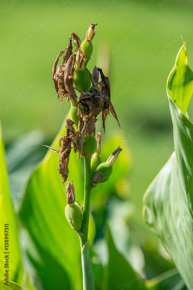 Fototapeta premium Withered canna flowers