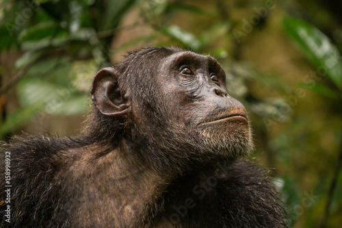Canvas Print Portrait of Old Chimpanzee in Kibale Forest