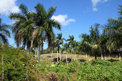 Wallpaper Mural Cuba natural landscape Torontodigital.ca