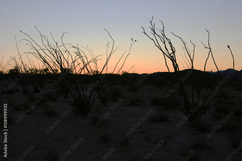 Φωτογραφία Desert Sunset with Silhouettes of Cactus in the Sonoran Desert, Baja California