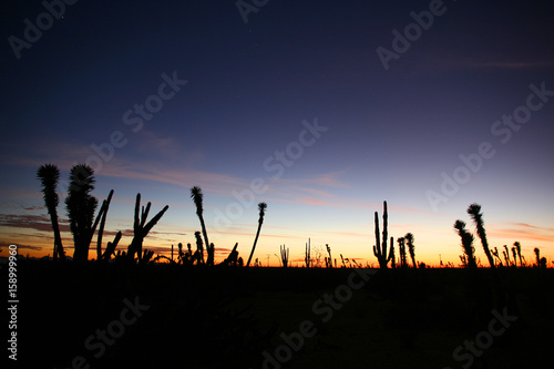 Desert Sunset with Silhouettes of Cactus in the Sonoran Desert, Baja California Norte, Mexico