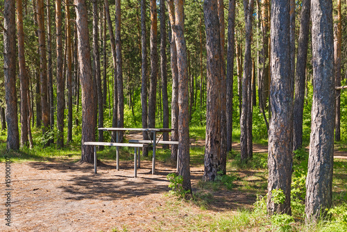 The table and benches set in a pine forest for relaxing