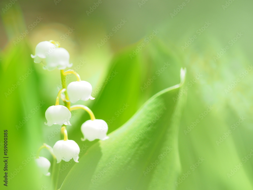 かわいいスズランの花 Stock 写真 Adobe Stock