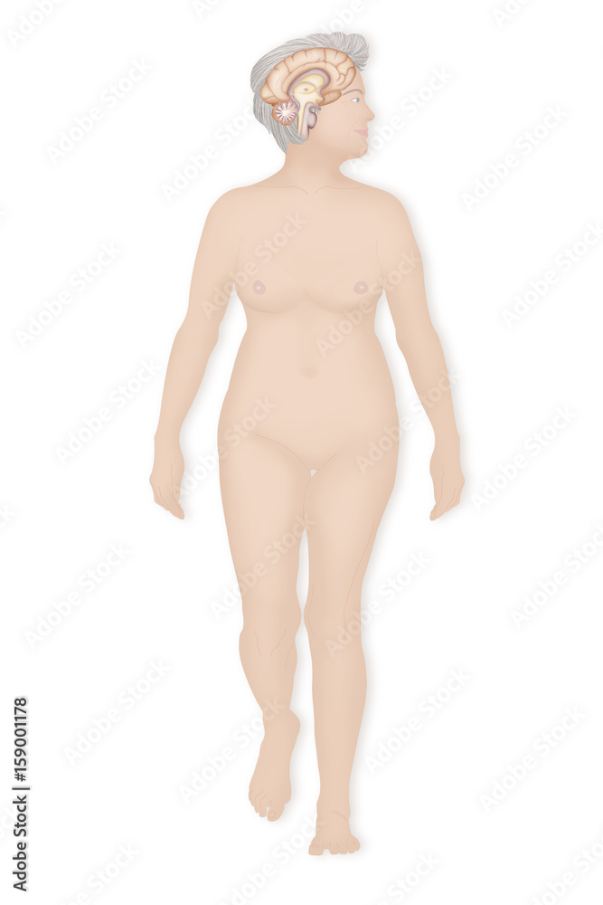 Fototapeta premium Brain, drawing