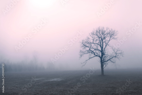 Tree caught up in early morning mist © SNEHIT PHOTO