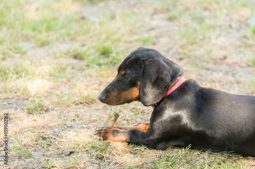 Black dachshund puppy laying on the grass
