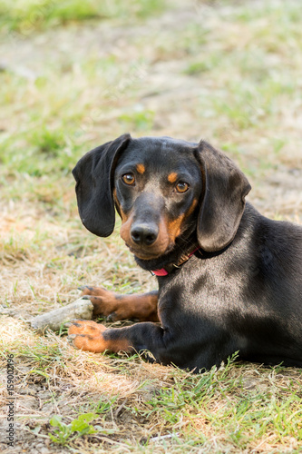 Black dachshund puppy laying on the grass