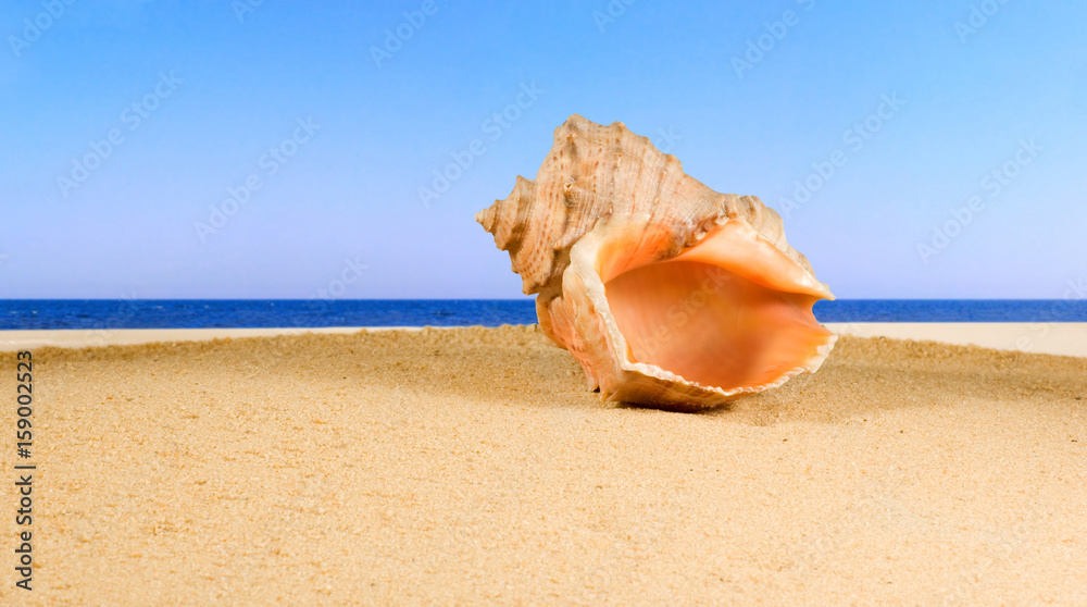 image of seashell in the sand against the sea, image of seashell in the sand against the sea,