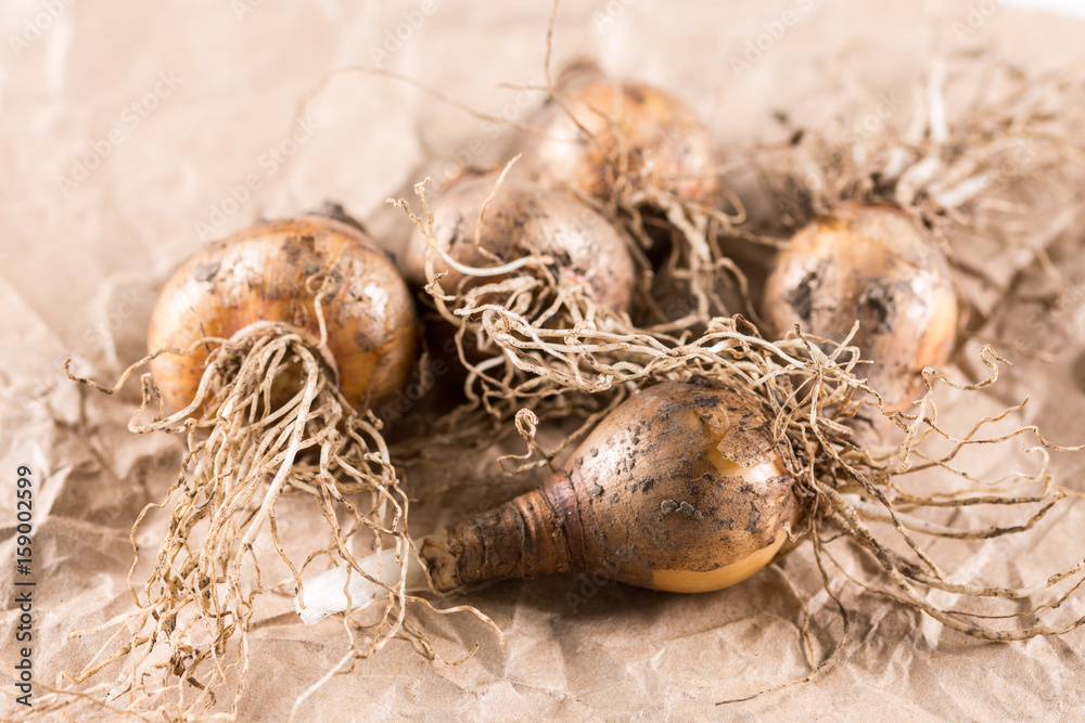 Narcissus bulb on the packing brown paper Narcissus bulb on the packing brown paper