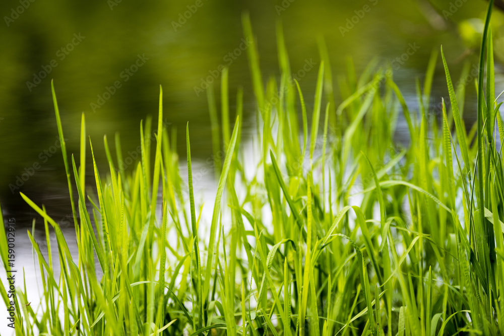 Spring first fresh green grass in the sunshine with a drop of dew. Spring first fresh green grass in the sunshine with a drop of dew.