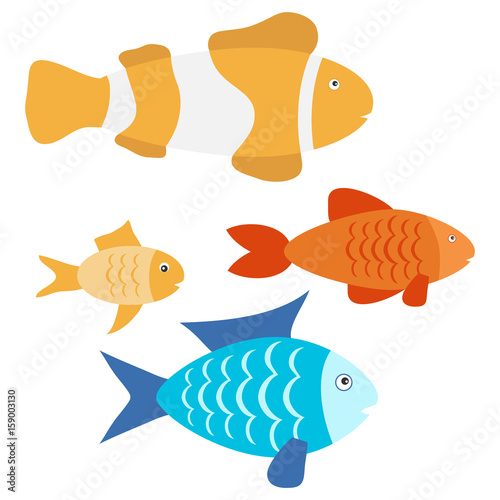 Aquarium fish