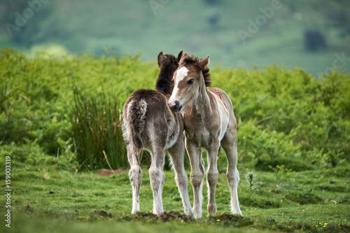 ponies, windy day, brecon beacons national park