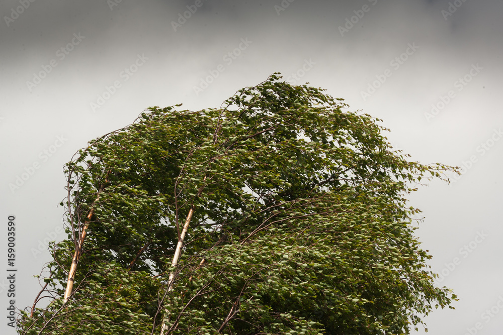 Fototapeta premium birch tree top branches blowing in the wind
