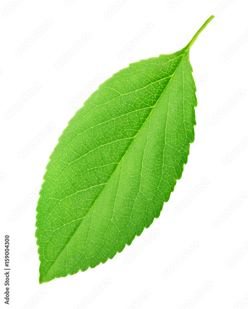 Obraz premium Cherry leaf isolated on a white
