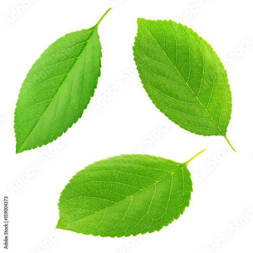 Set of cherry leaves isolated on a white