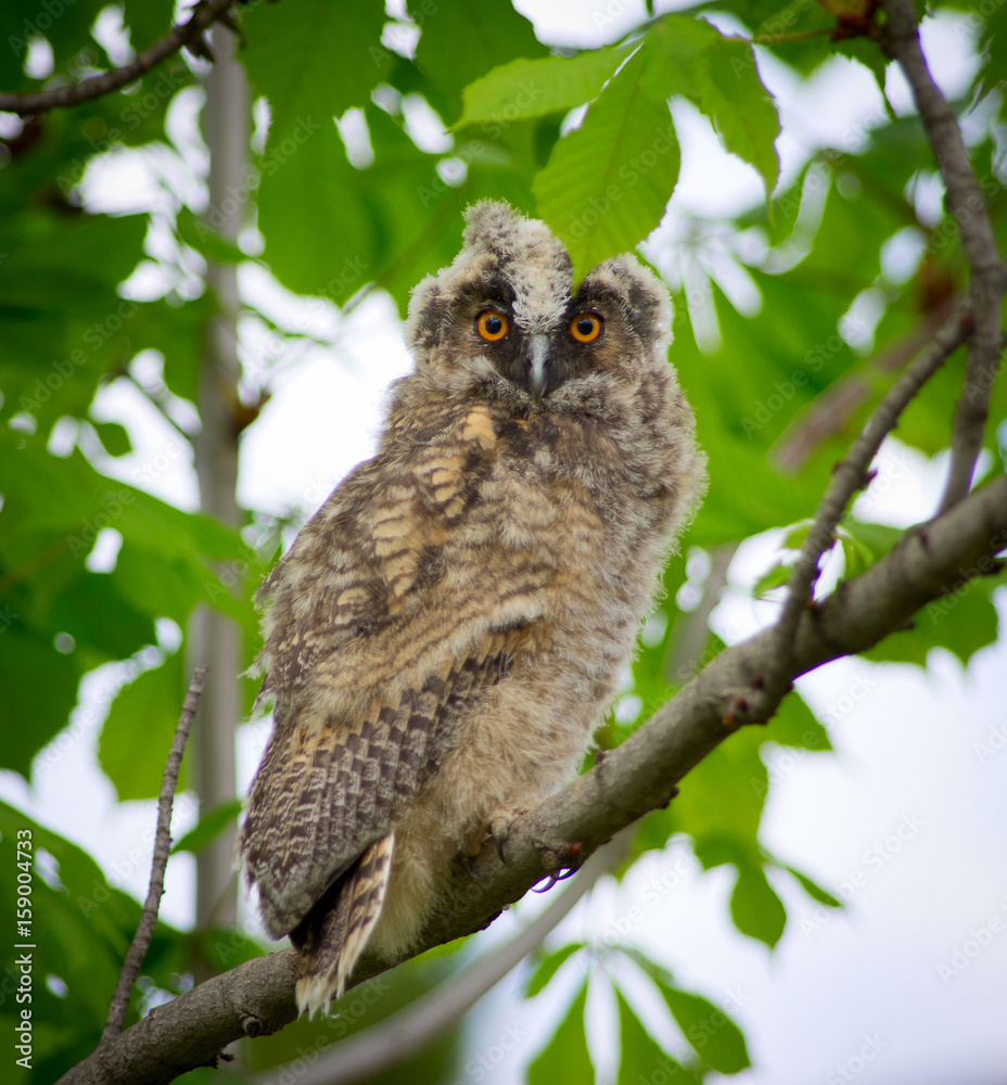 Grey owl Grey owl