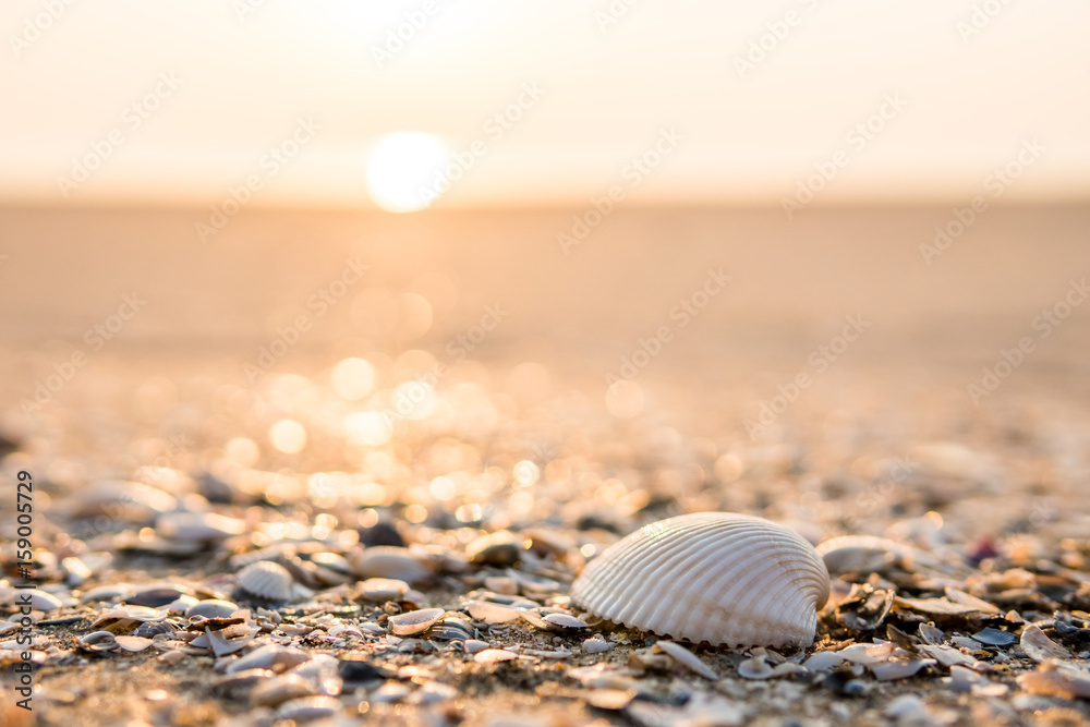 Sea shell on beach in the sunrise