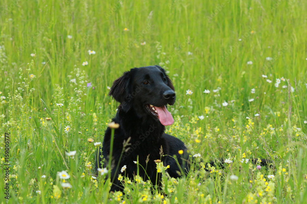 Flat coated dog retriever sitting in the meadow Flat coated dog retriever sitting in the meadow