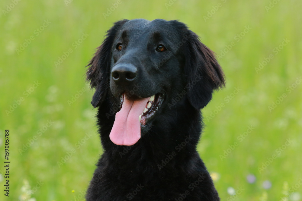 Flat coated dog retriever sitting in the meadow