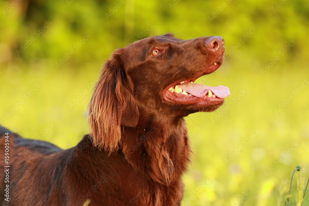 Flat coated retriever dog sitting in the meadow in summer