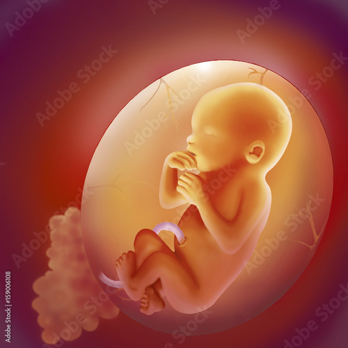 Canvas Print Fetus, illustration