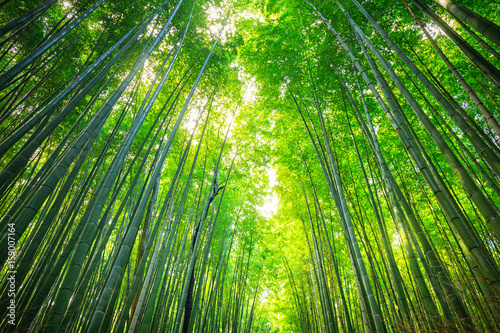 Bamboo forest of Arashiyama near Kyoto  Japan