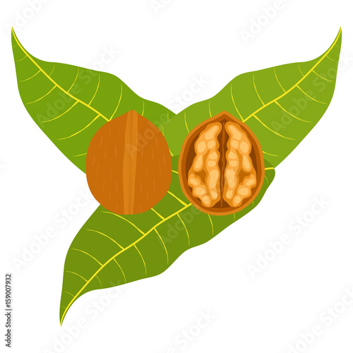 Icon walnuts